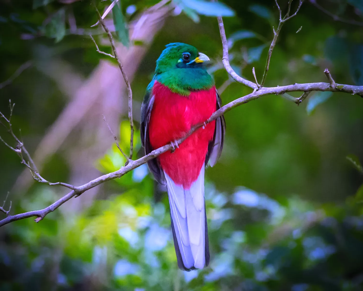 Narina Trogon