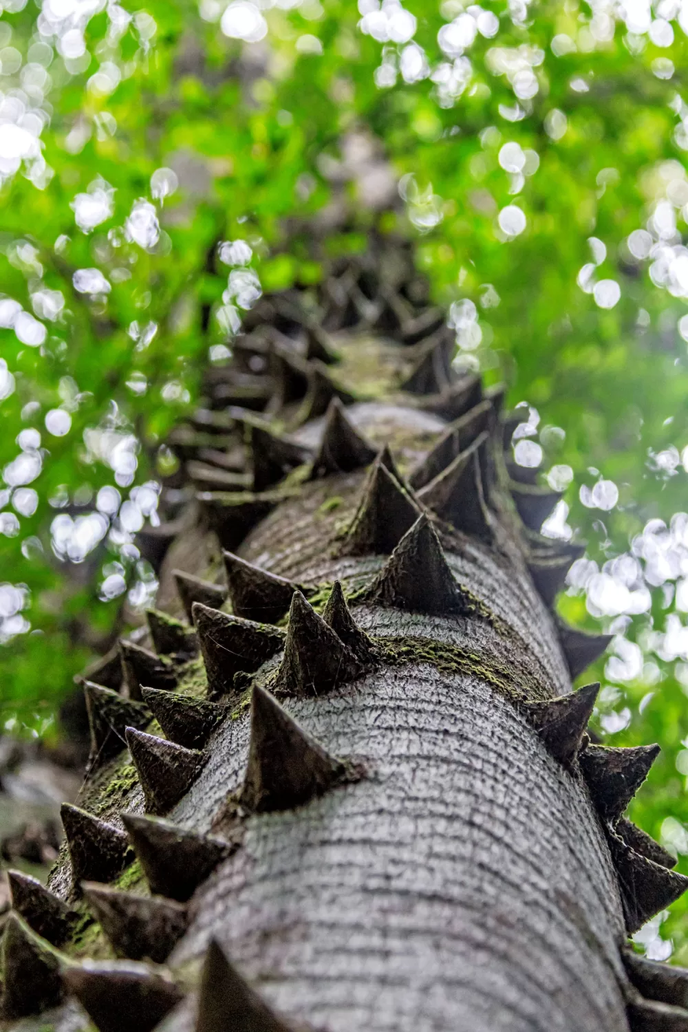 Forest Knobwood